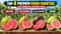 Red King, Red Diamond, Black Diamond & Viking Guava: Top 4 Premium Commercial Guava Varieties for Indian Farmers in 2026